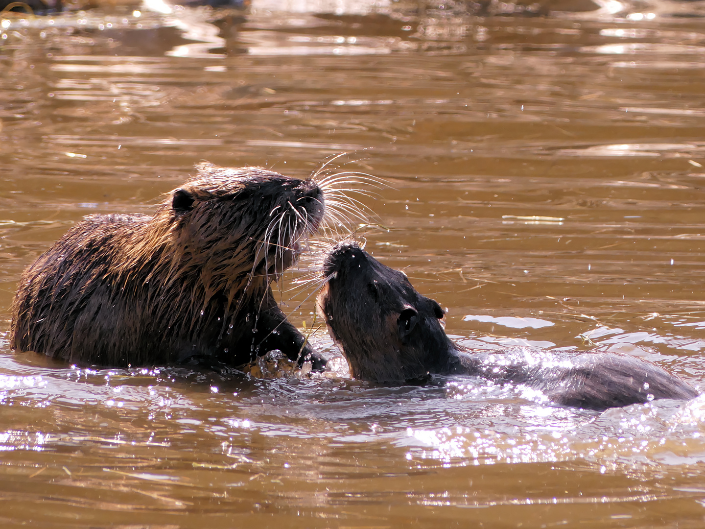 spielende Nutria