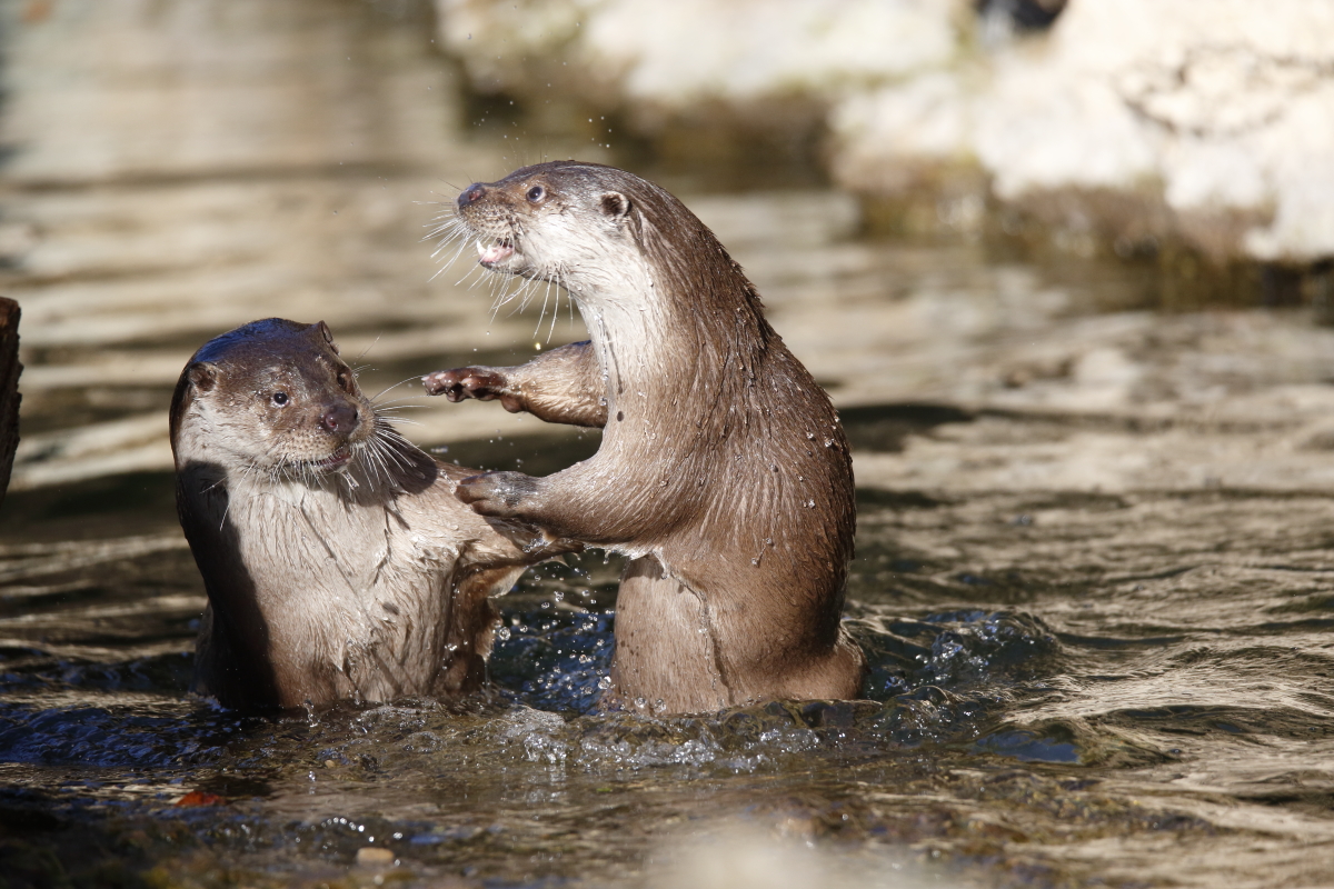 Spielende Otter