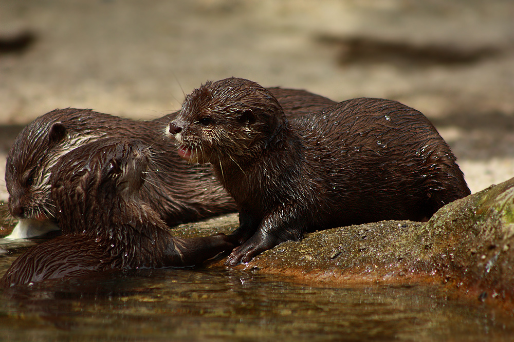 Spielende Otterkinder