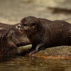 Spielende Otterkinder