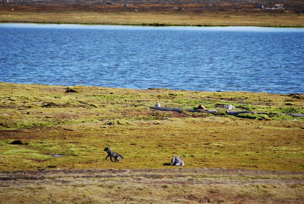 Spielende Polarfüchse auf Ny Aalesund - Spitzbergen - Norwegen - Juli 2007