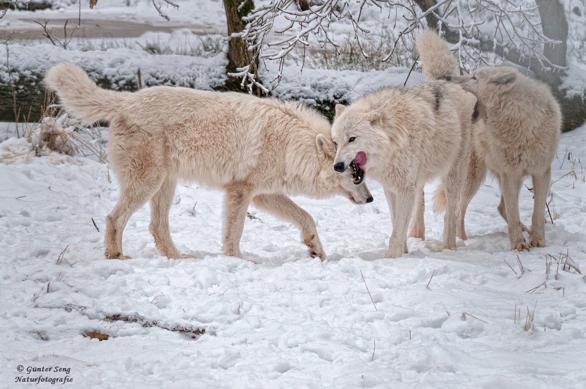 Spielende Polarwölfe