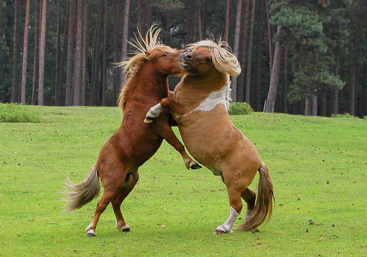 Spielende Ponys