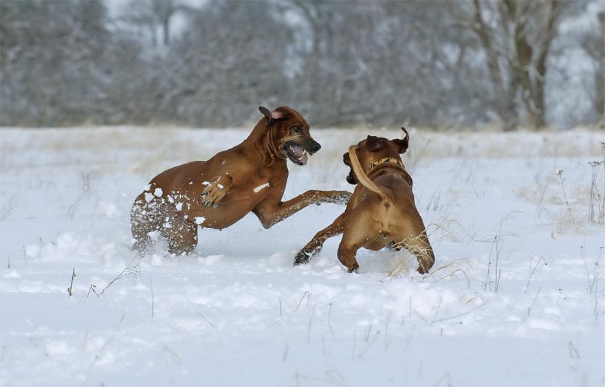 spielende Ridgebacks