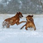 spielende Ridgebacks