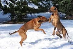 spielende ridgebacks