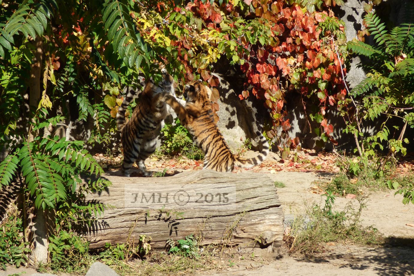 Spielende Tiger Kinder