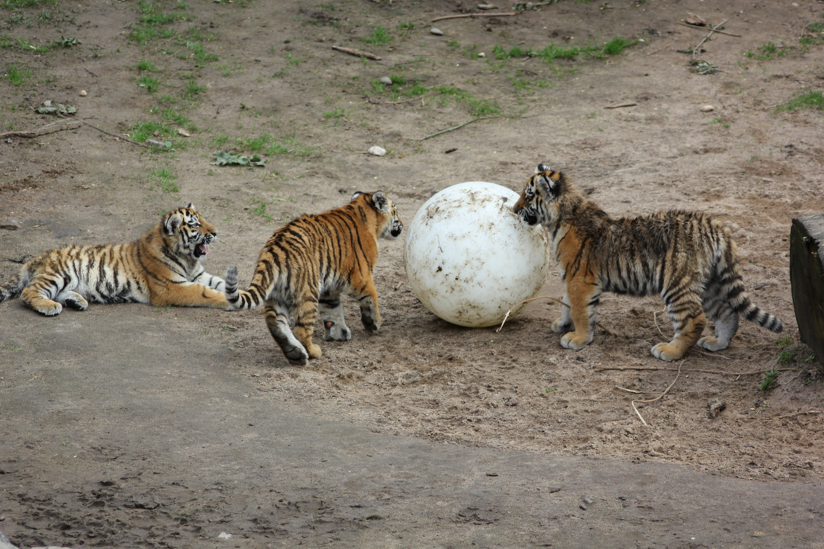 Spielende Tigerjungen