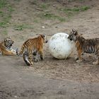 Spielende Tigerjungen