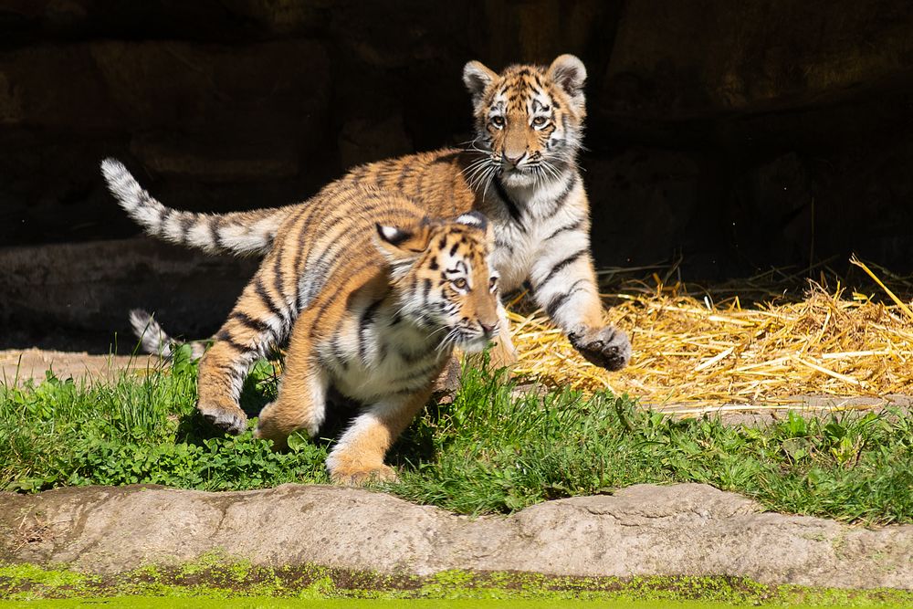 Spielende Tigerkinder