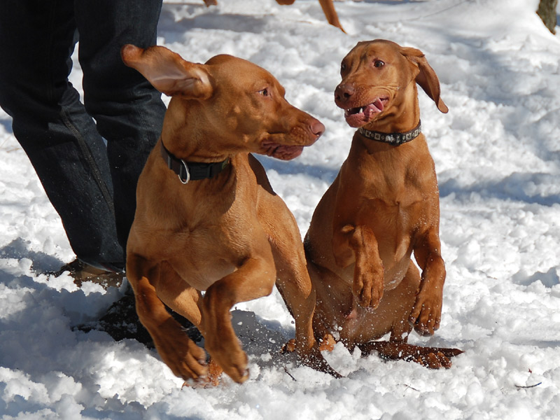 -Spielende Vizslakinder-