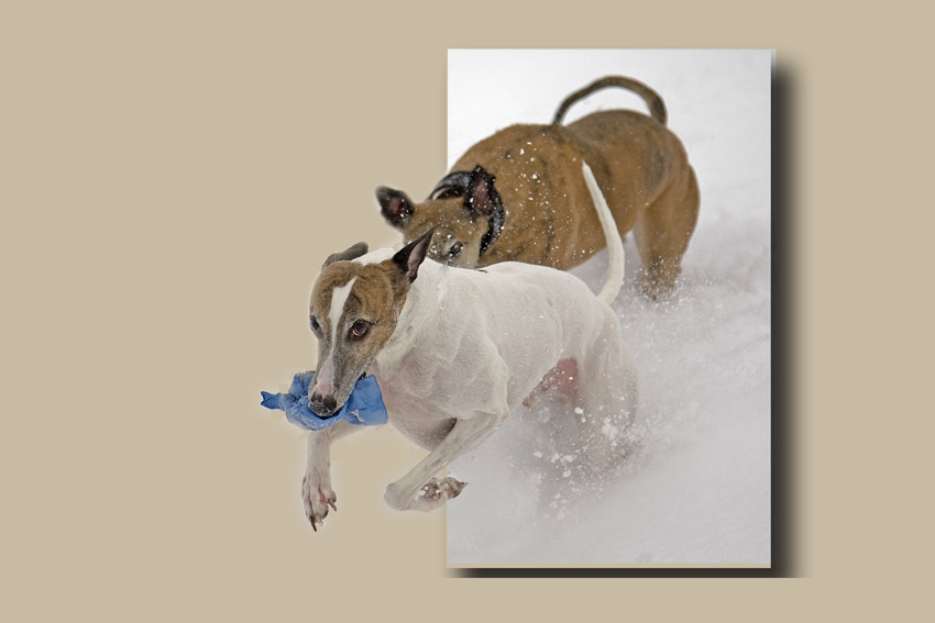 spielende Windhunde