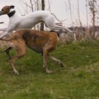 spielende Windhunde