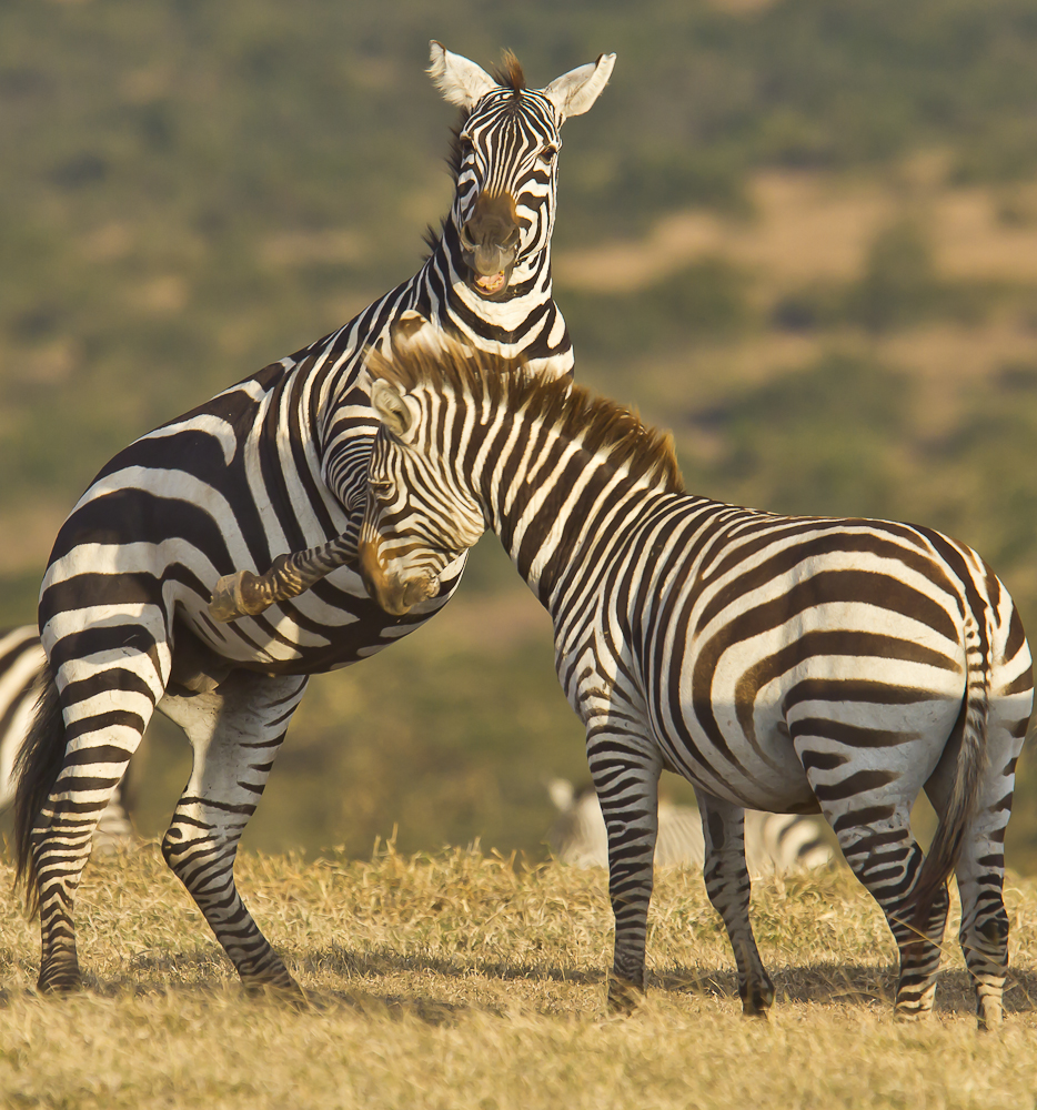 Spielende Zebras im Abendlicht