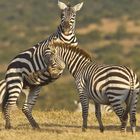 Spielende Zebras im Abendlicht