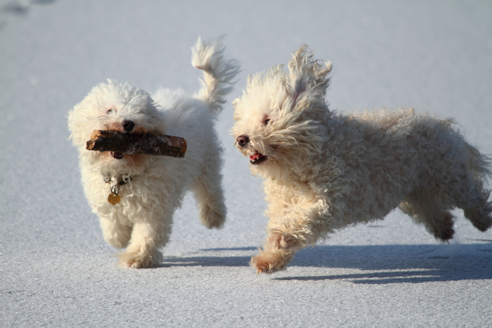 …spielenden Hunden auf den Eis.