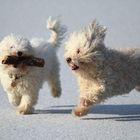 …spielenden Hunden auf den Eis.