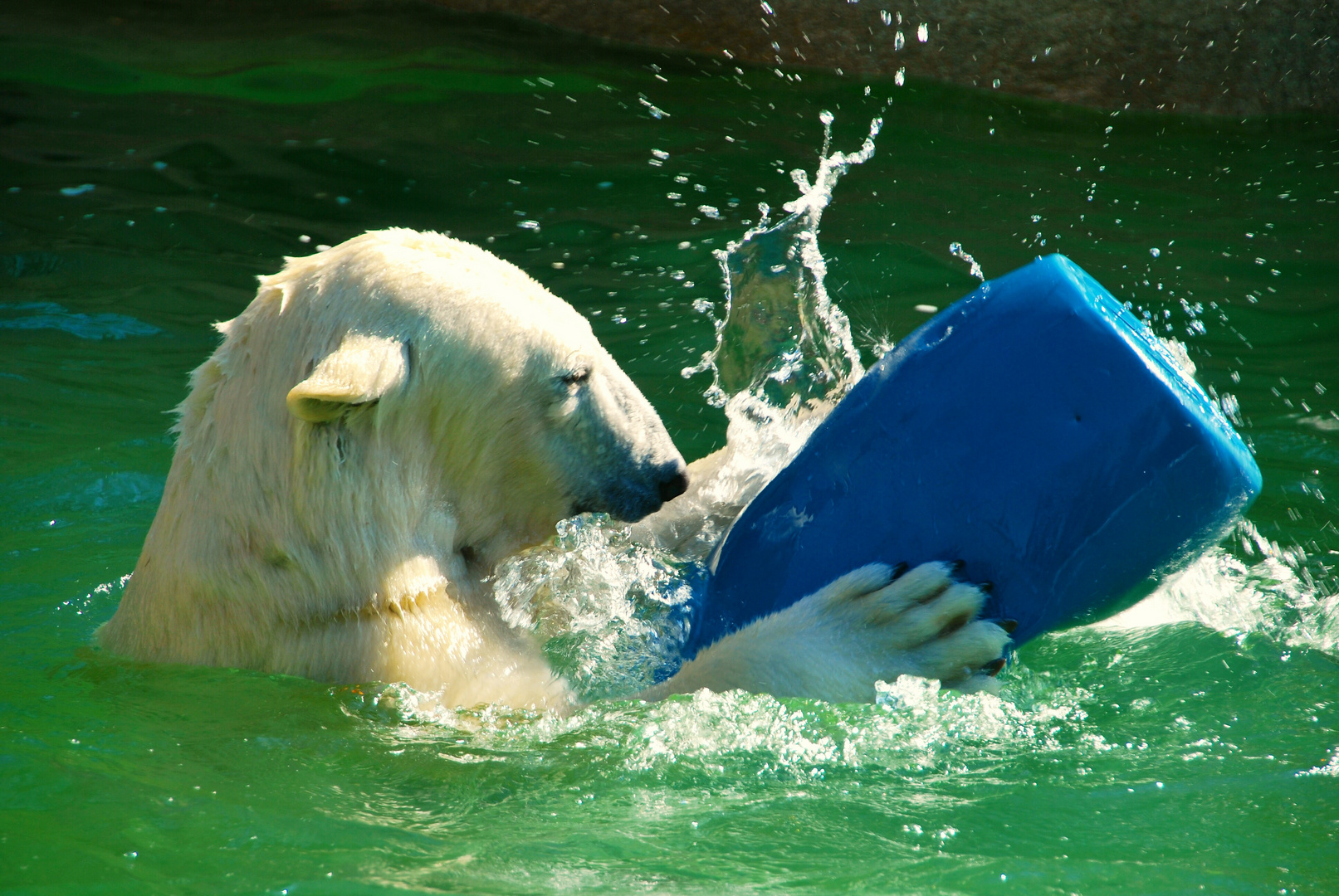 Spielender Eisbär