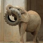 Spielender Elefant - Zoo Augsburg