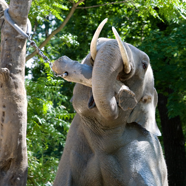 Spielender Elephant