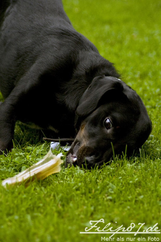 Spielender Hund