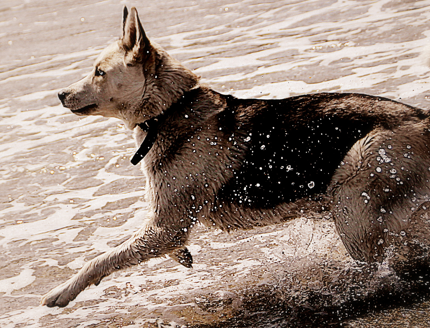 spielender Hund im Meer