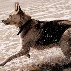 spielender Hund im Meer