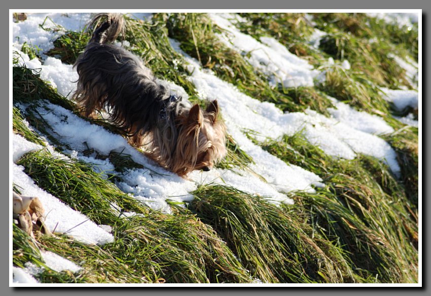 spielender Hund im Schnee