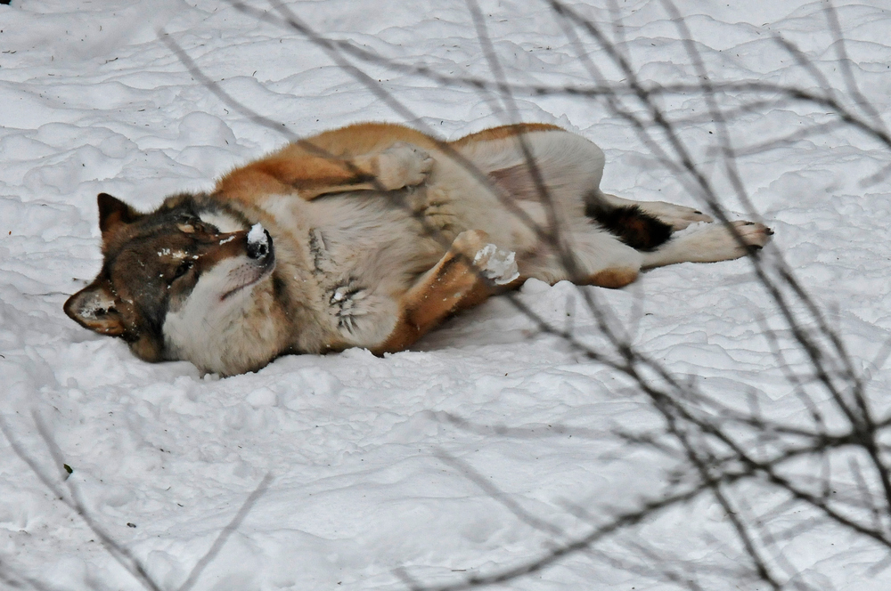 Spielender Wolf im Schnee