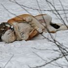 Spielender Wolf im Schnee