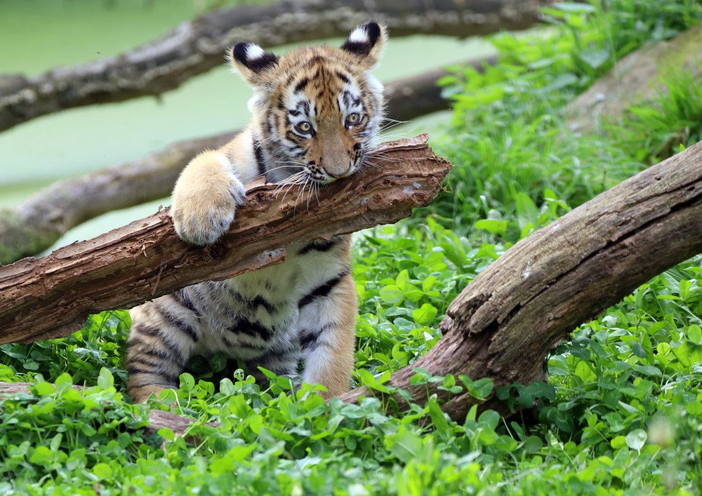 Spielendes Tigerchen