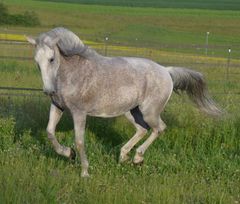 Spielendes weißes Pferd