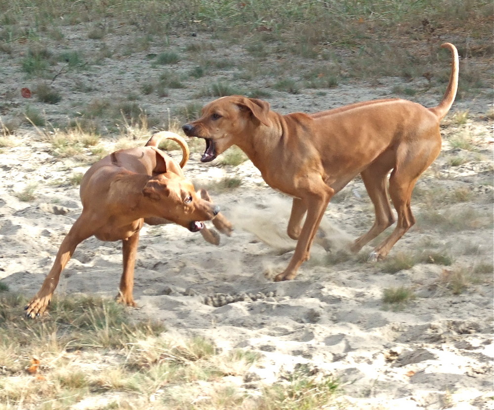 Spielen...toben...raufen