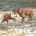 Spielen...toben...raufen