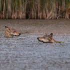 Spielerei im Fischteich (Oberlausitz)