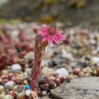 Spielerei im Garten