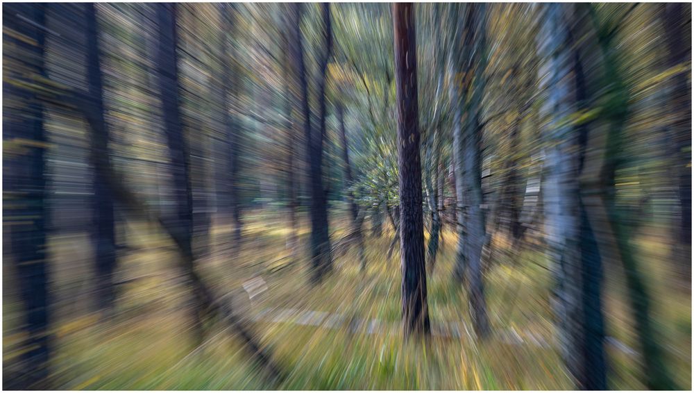 Spielerei im Wald
