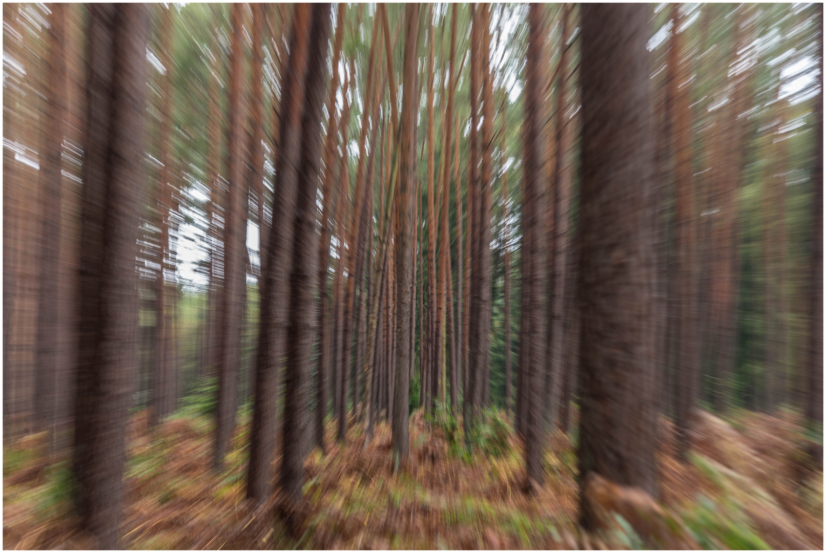 Spielerei im Wald