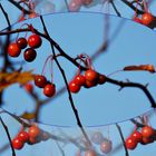 Spielerei mit roten Beeren