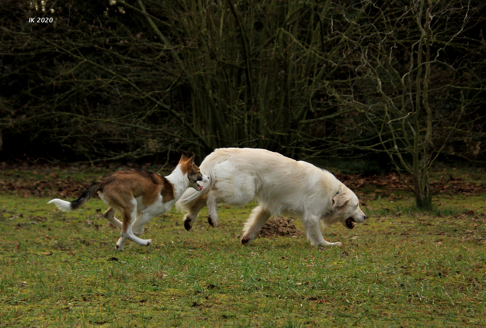 spielerische Jagd.....