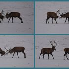 Spielerische Kämpfe im Schnee