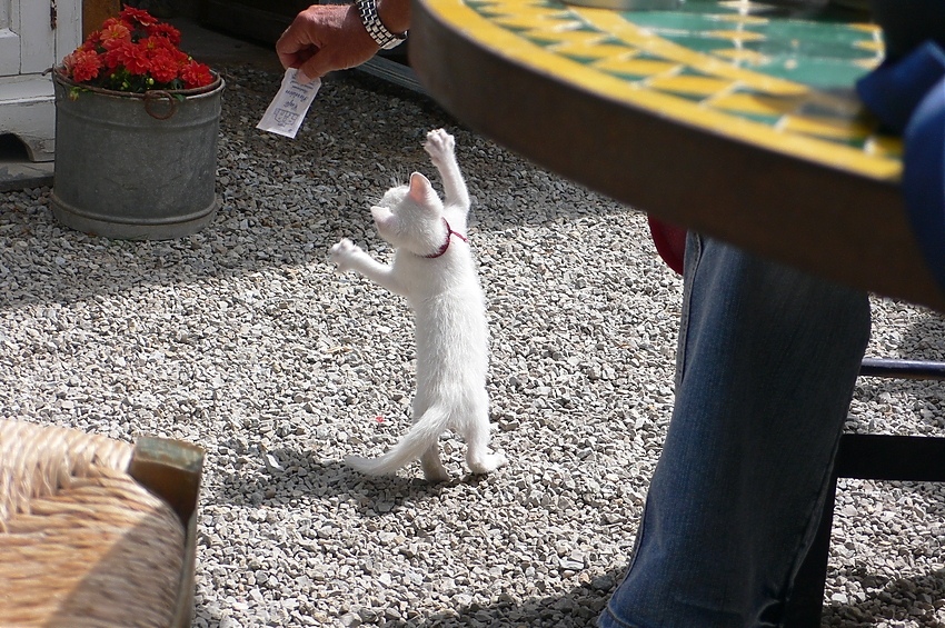 Spielerische Momente im Cafe Parisienne in Arta...