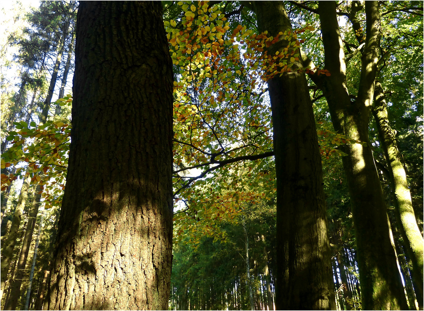 spielerischer Herbst 