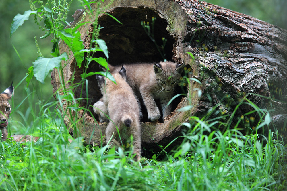 Spielhöhle