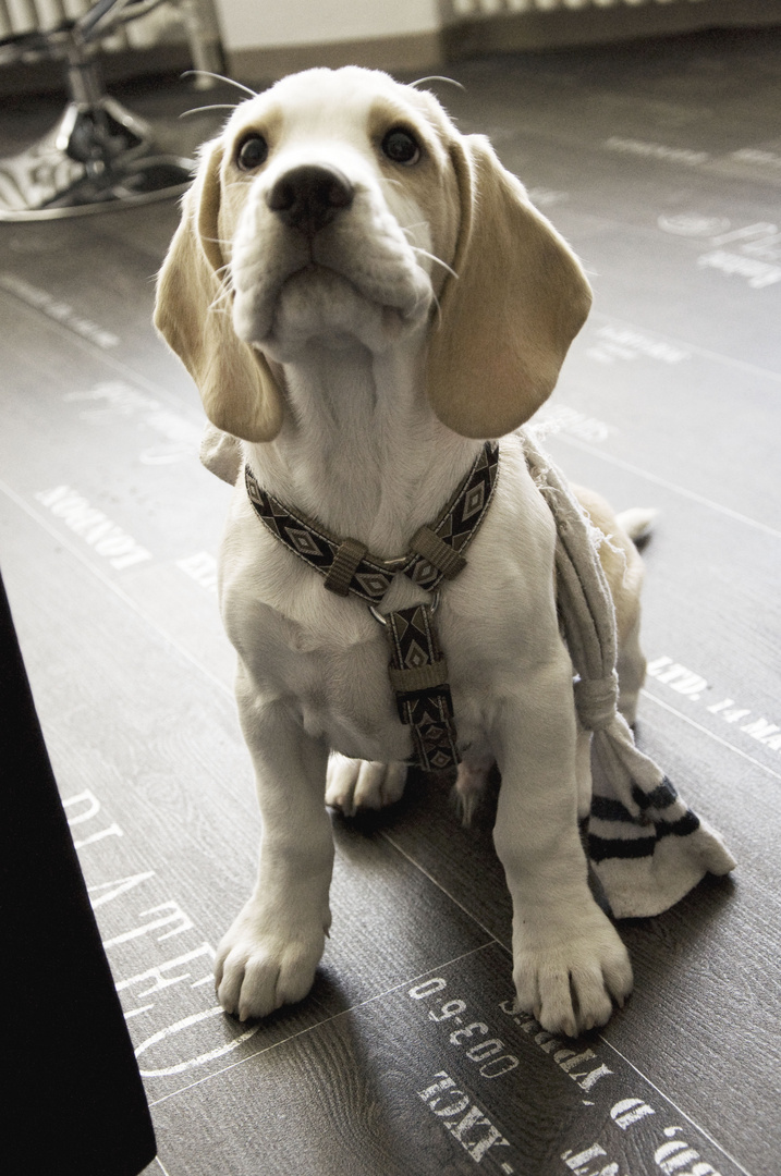 Spielkind Abilou - Beagle