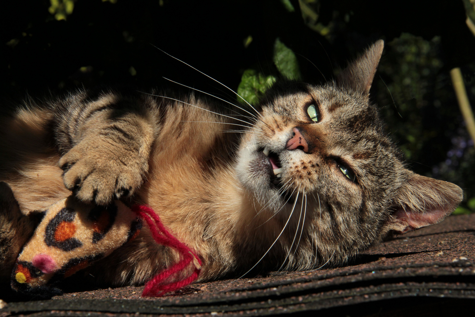 ``Spiellaune´´