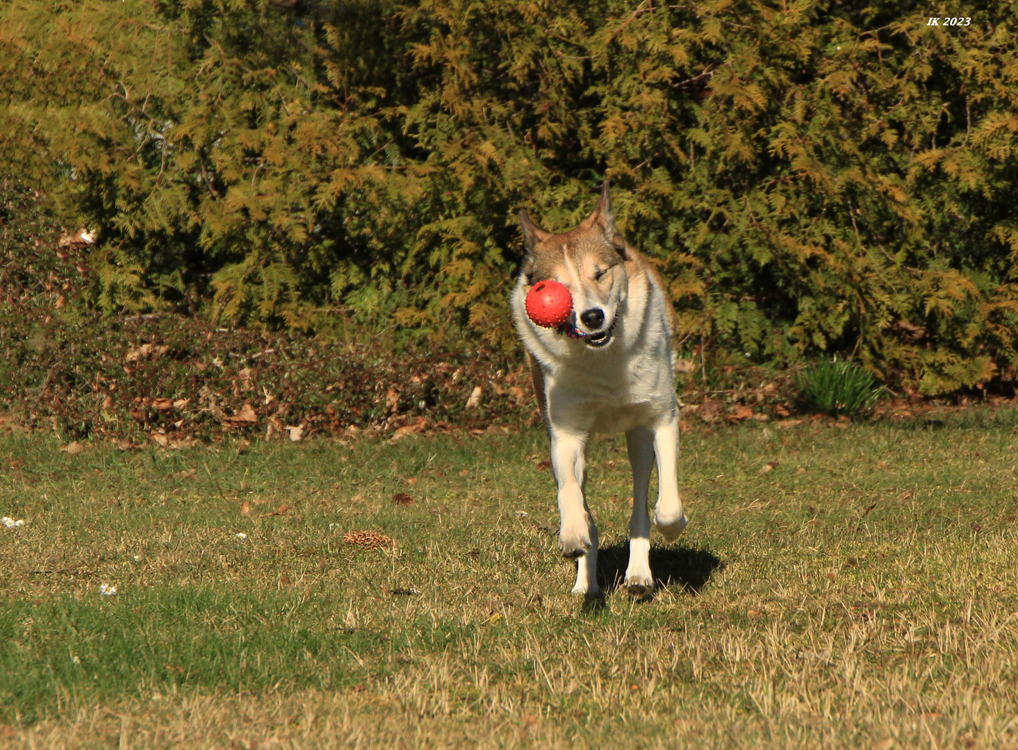 Spielmaus