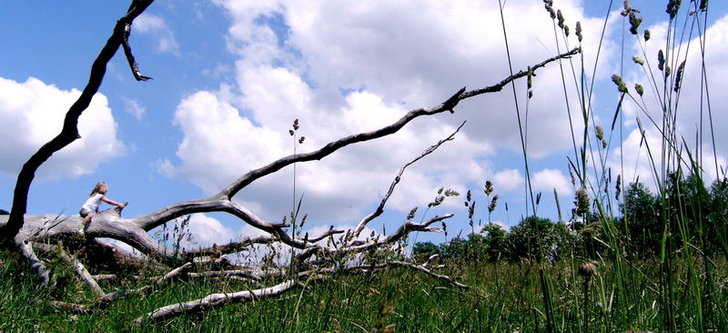 spielplatz "baumsterben"