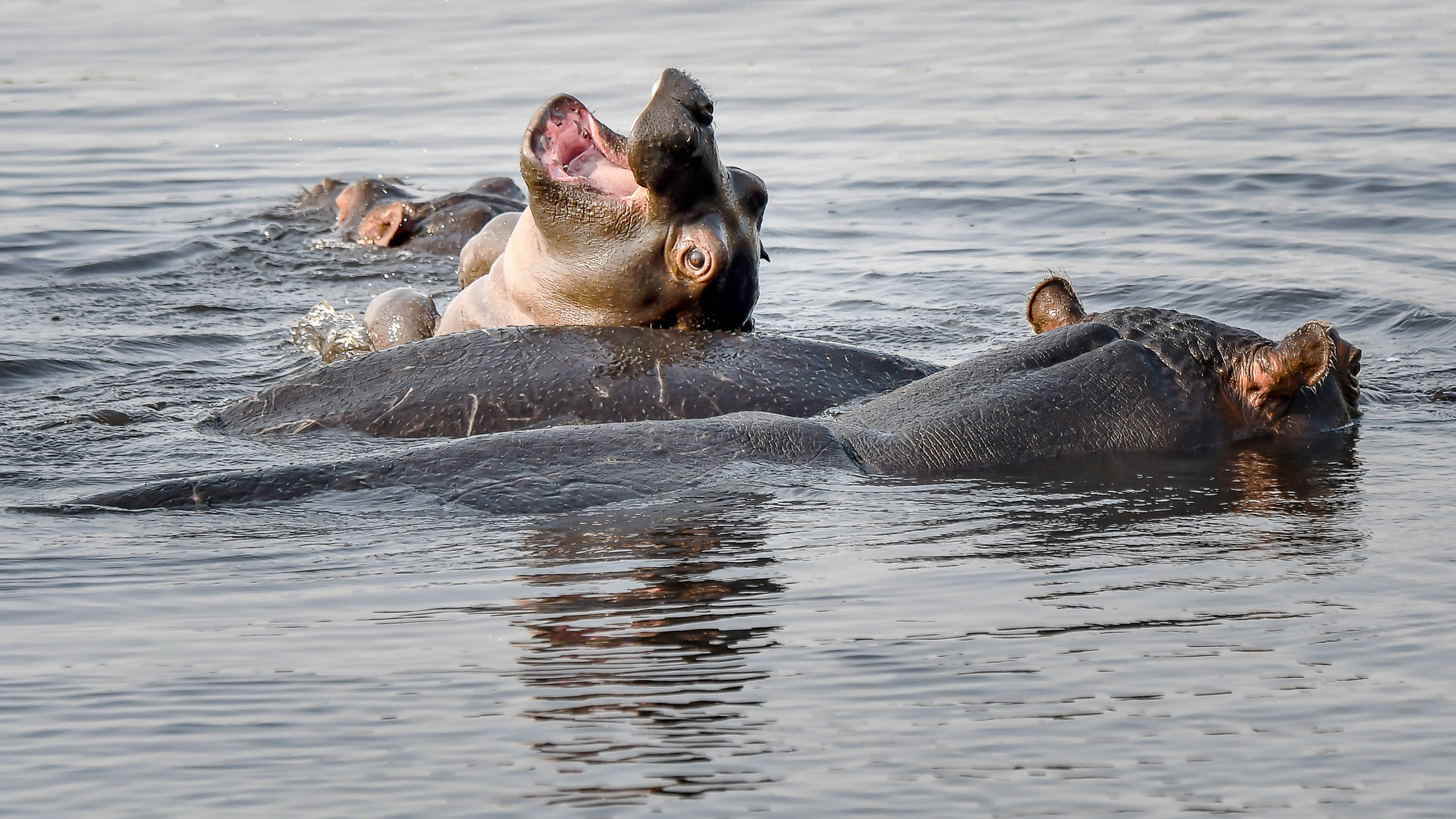 Spielplatz für kleine Hippos