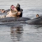 Spielplatz für kleine Hippos